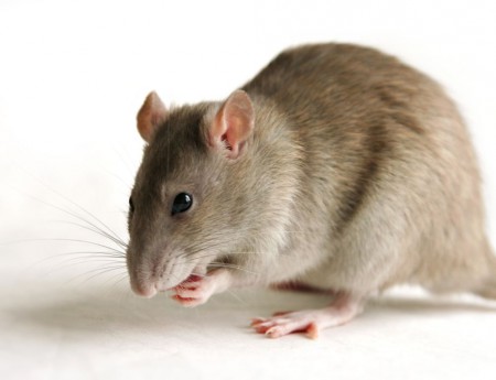 Hier een leuke en goedverzorgde rat op de foto